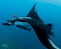 Many locals have also complained of the existence of a giant creature called Black Demon in the area. It is expected as a black shark and is measuring